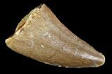 Mosasaur (Prognathodon) Tooth - Morocco #101080-1
